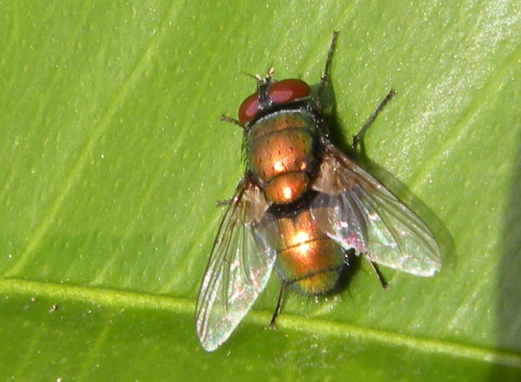 Mosca dorata...  Luclia sp. (Calliphoridae)